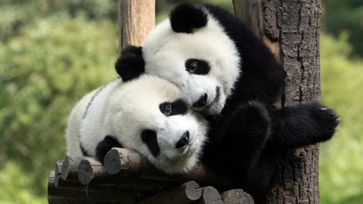 beijing zoo panda
