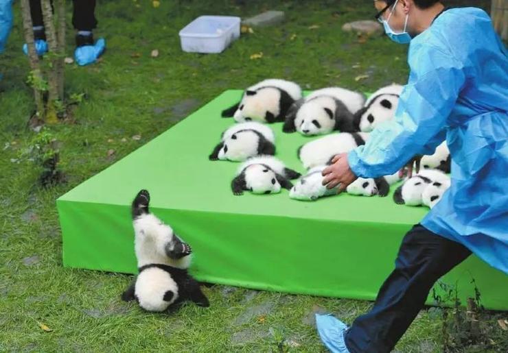 alarm your panda has been disfigured