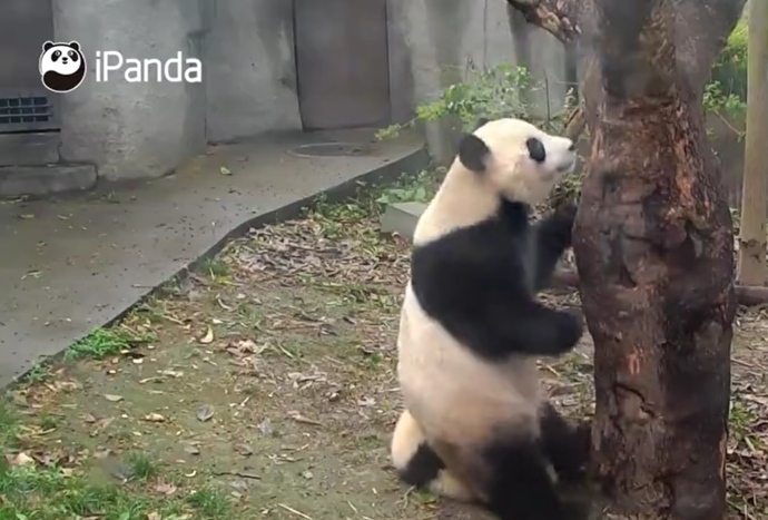 Chengdu Panda base to see the red net? Peace of mind fun exclusive ...