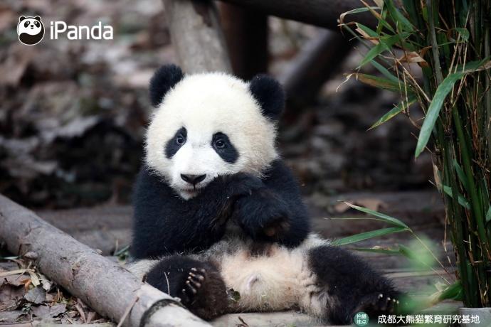 Chengdu Panda base to see the red net? Peace of mind fun exclusive ...